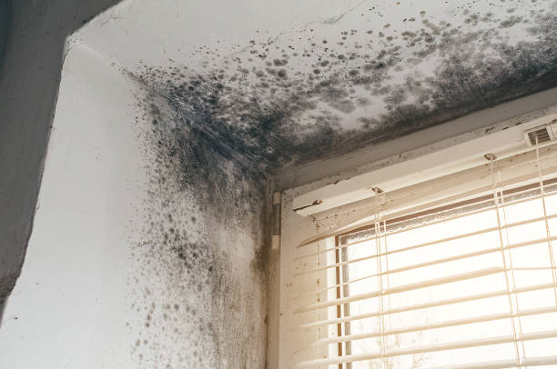 Affordable Bathroom Mold Removal solutions in Edgewood, TX